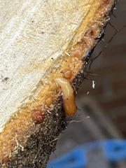 Hedera helix