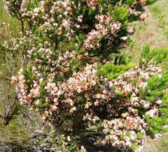 Erica triflora