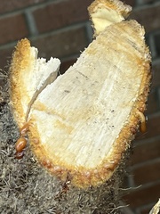Hedera helix