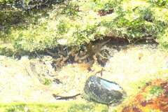 Anthopleura michaelseni