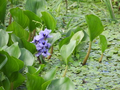 Pontederia azurea