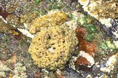Leathesia marina