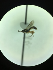 Orthocentrinae