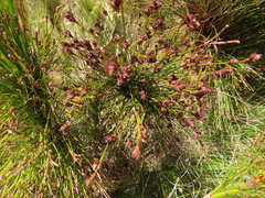 Rhodocoma capensis