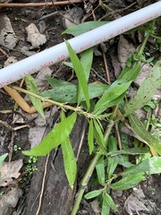 Hygrophila