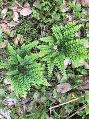 Adiantum formosum