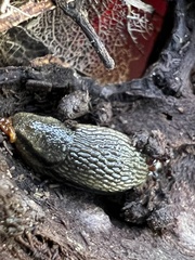 Arion hortensis