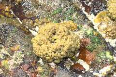 Leathesia marina