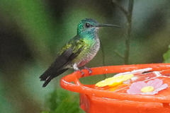 Chrysuronia oenone