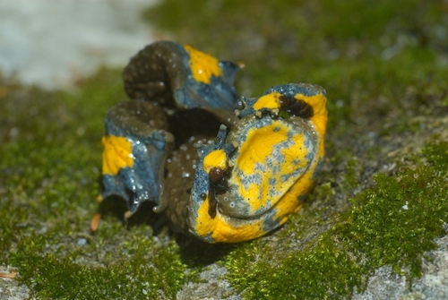 Yellow-bellied Toad, photo 3 of 10