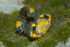 Yellow-Bellied Toad photo 3