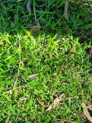 Ottochloa gracillima