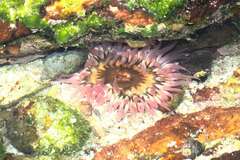 Anthopleura michaelseni