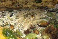 Anthopleura michaelseni