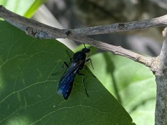 Elaphroptera