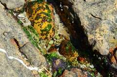 Anthopleura michaelseni