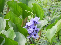 Pontederia azurea