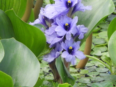 Pontederia azurea
