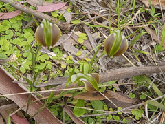 Pterostylis grandiflora