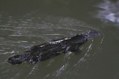 Ornithorhynchus anatinus