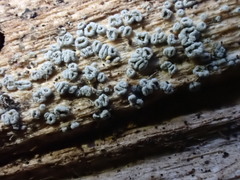 Proliferodiscus pulveraceus