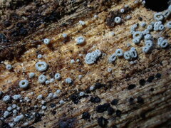 Proliferodiscus pulveraceus