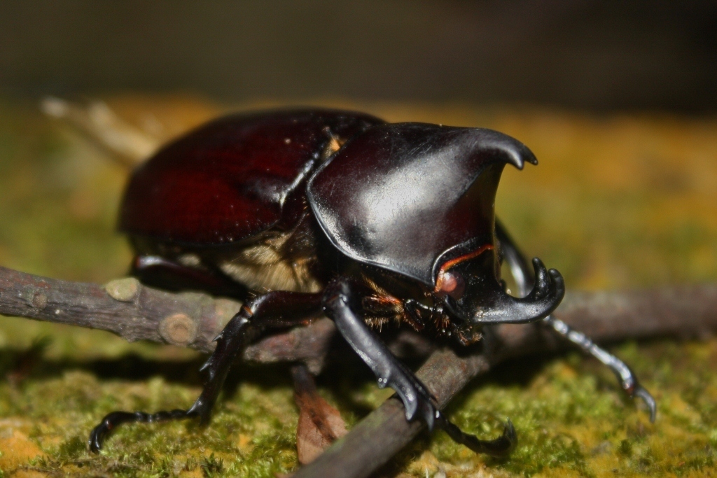 Siamese Rhinoceros Beetle