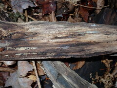 Proliferodiscus pulveraceus