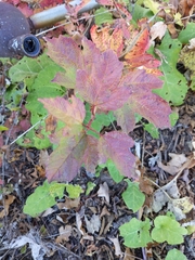 Viburnum acerifolium