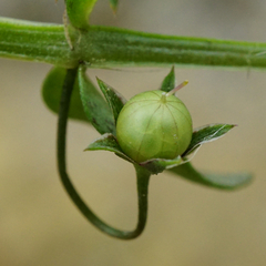 Lysimachia foemina