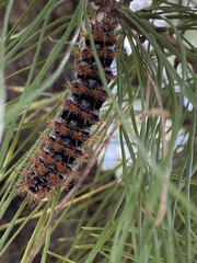 Ormiscodes cinnamomea