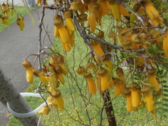 Sophora microphylla