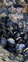 Balanomorpha