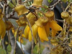 Sophora microphylla