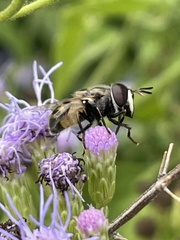 Copestylum marginatum