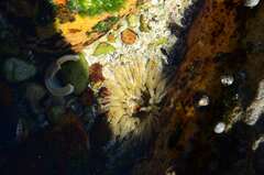 Anthopleura michaelseni