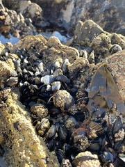 Balanomorpha