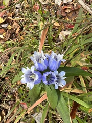 Gentiana villosa