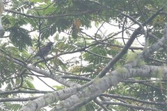 Sphecotheres vieilloti