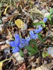 Gentiana villosa