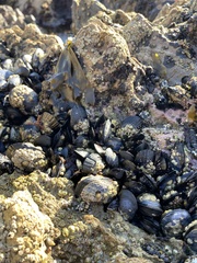 Balanomorpha