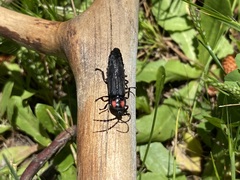 Pyractonema
