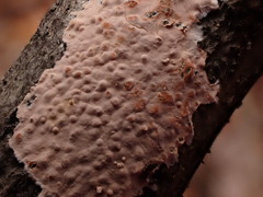 Corticium roseum