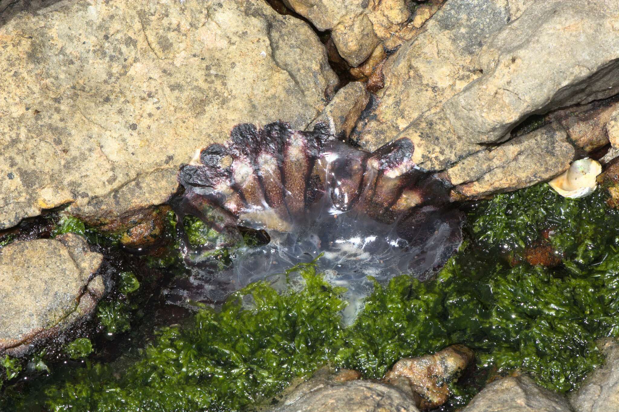 Chrysaora agulhensis Ras, Neethling, Engelbrecht, Morandini, Bayha, Skrypzeck & Gibbons, 2020