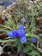 Gentiana villosa