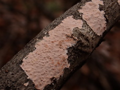 Corticium roseum