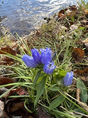 Gentiana villosa