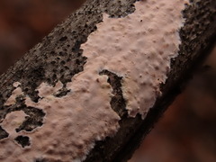 Corticium roseum