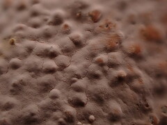 Corticium roseum