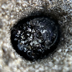 Cicindelinae